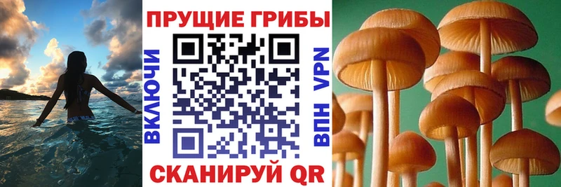 Галлюциногенные грибы Psilocybine cubensis  Богданович 